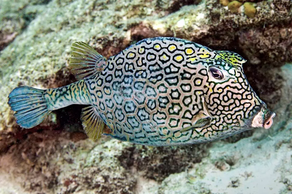 Honeycomb Cowfish